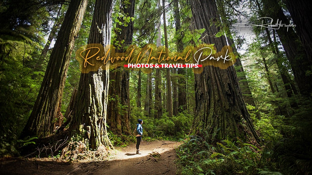Redwood National Park Photos & Travel Tips