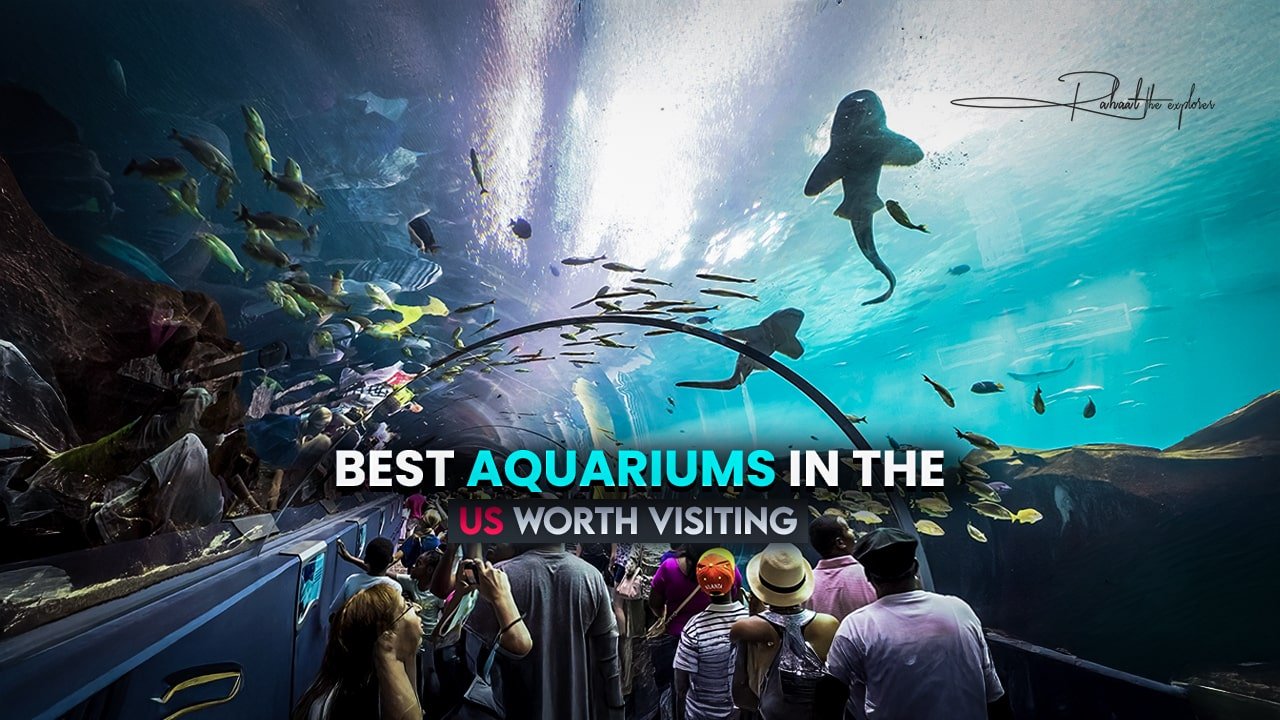 Best Aquariums in the US Worth Visiting