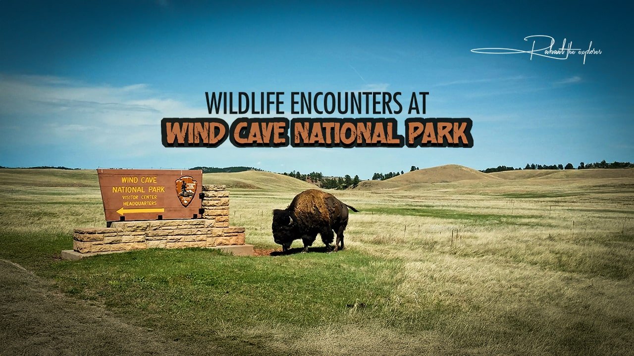 Wildlife Encounters at Wind Cave National Park