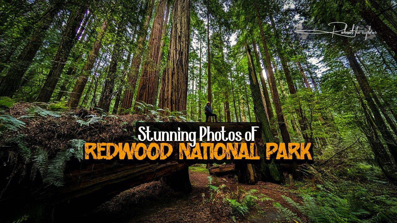 Stunning Photos of Redwood National Park
