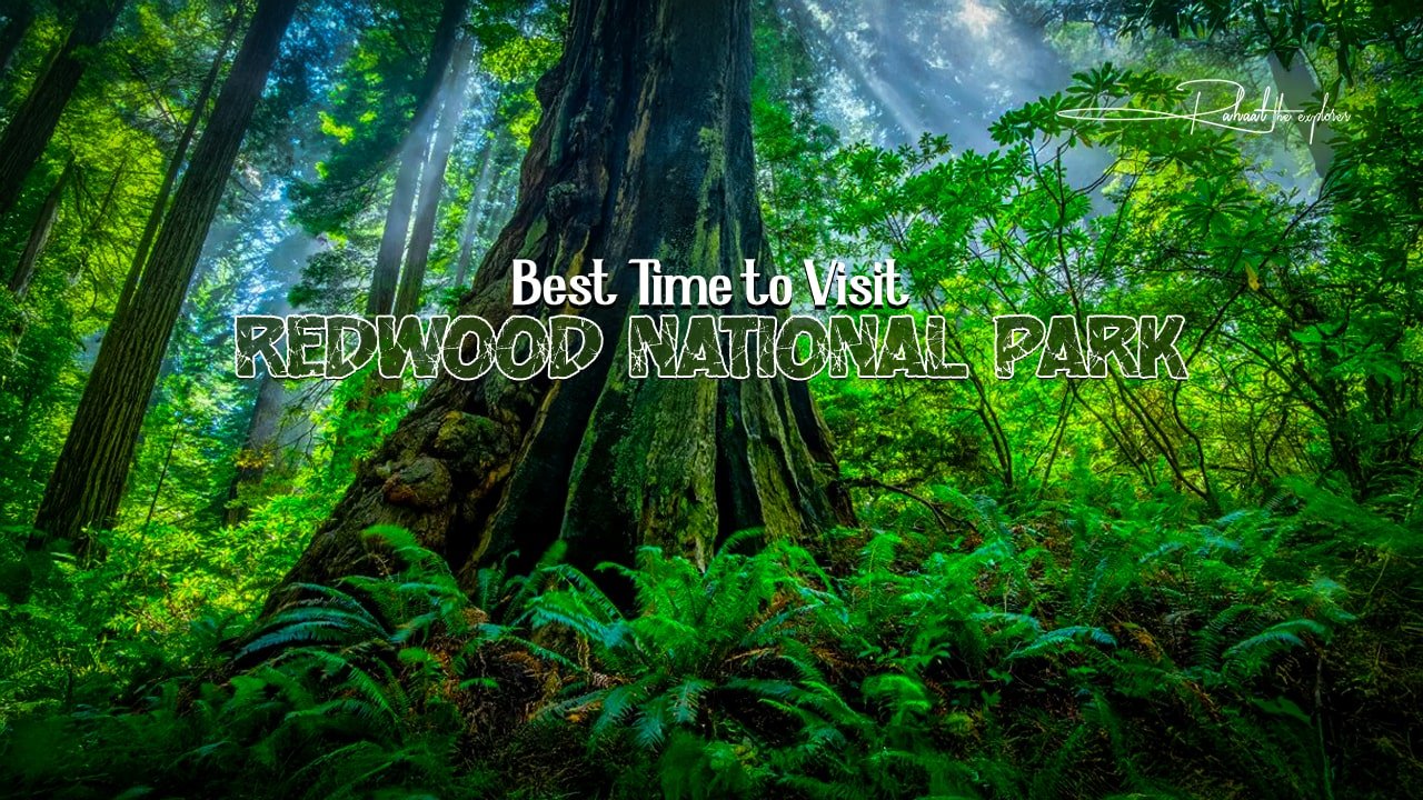 Best Time to Visit Redwood National Park